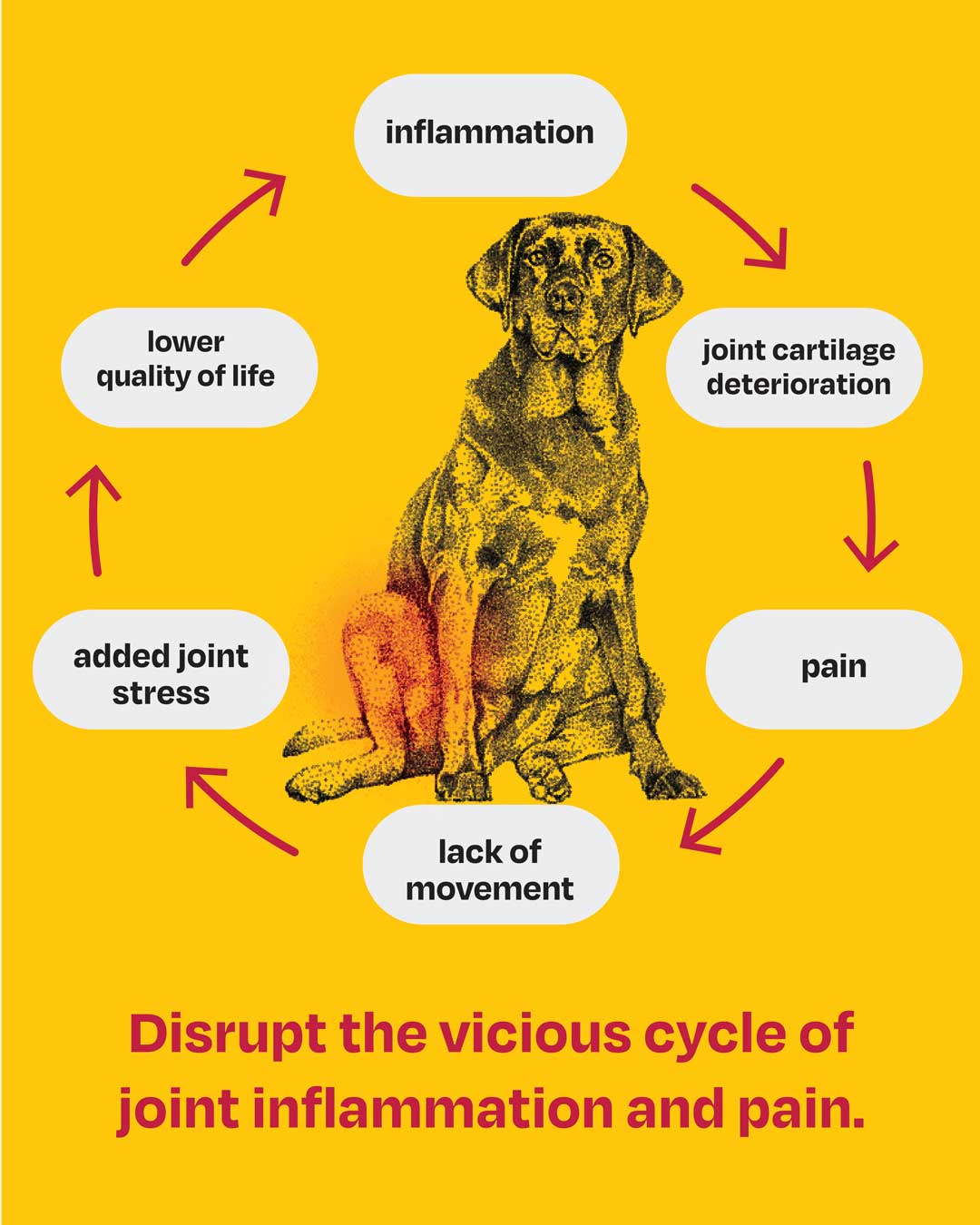 Social post image of a dog encircled by these phrases: Inflammation, joint cartiledge deterioration, pain, lack of movement, added joint stress, lower quality of life. Headline says: Disrupt the vicious cycle of joint inflammation and pain.