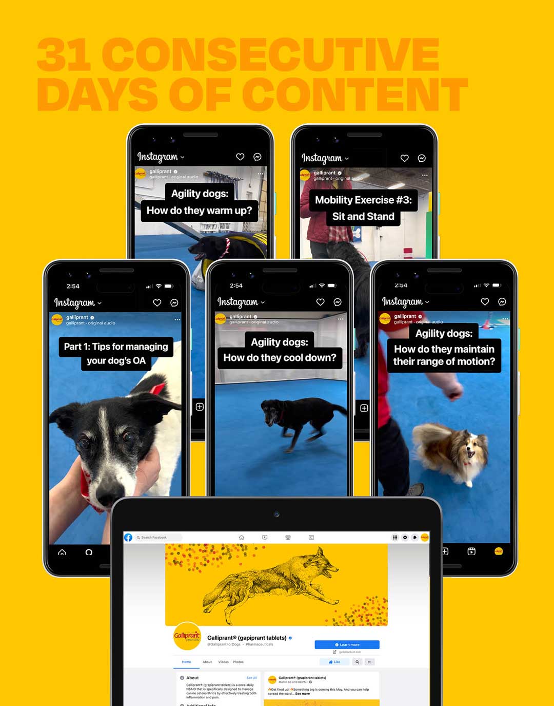 "31 Consecutive Days of Content" with an image of an iPad and several iPhones showing Galliprant's Facebook page and examples of Instagram content featuring several agility dogs and their training routines as well as tips on managing your dog's OA.